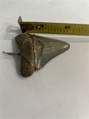 2.25" Megalodon Shark Tooth (L)